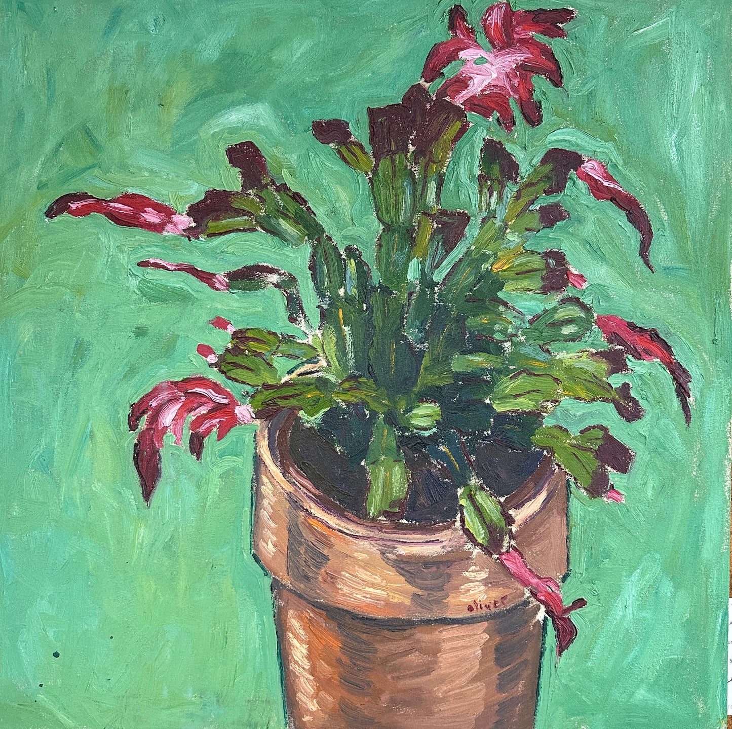 A Christmas Cactus