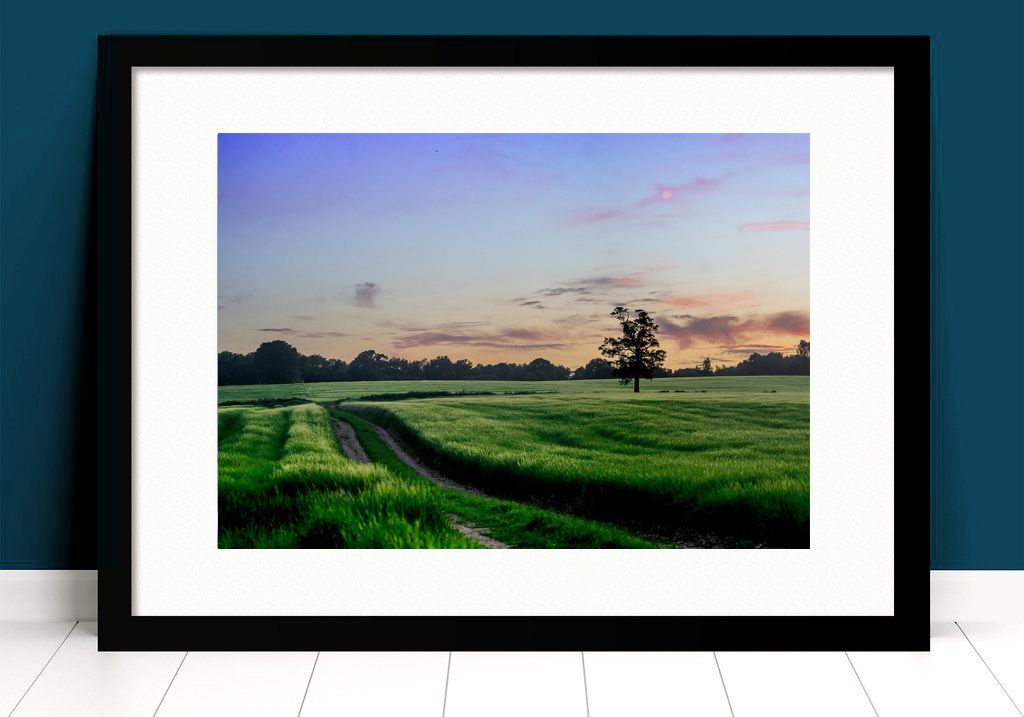 Framed and mounted photograph of a green field with a single tree on the right hand side against a sunset sky. By photographer Paul Crowley