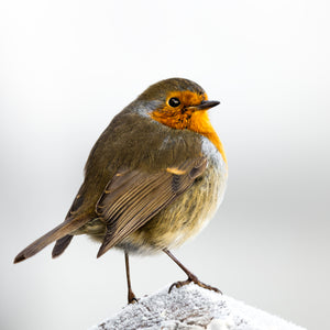 Robin on frosty post